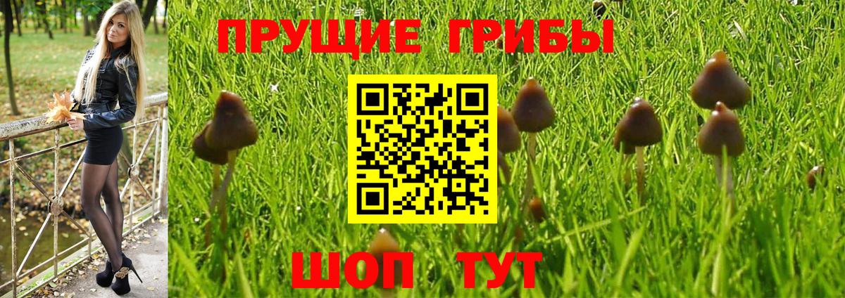 Псилоцибиновые грибы Cubensis Москва